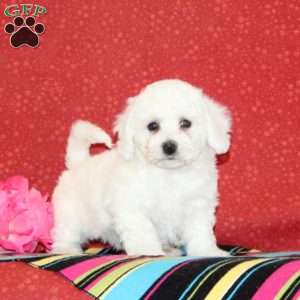 Lilac, Bichon Frise Puppy